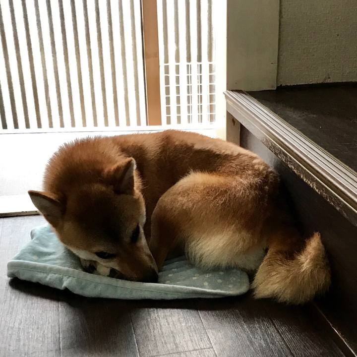 C58c6edd 2790 4335 93bd 4854ea42617e