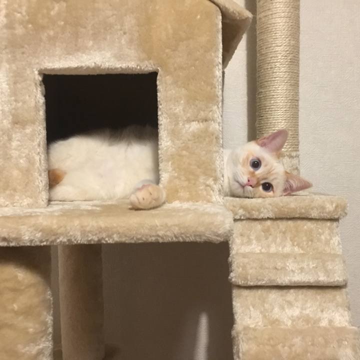 C58cd634 8c50 4000 8cab dfc05cb8ebf5