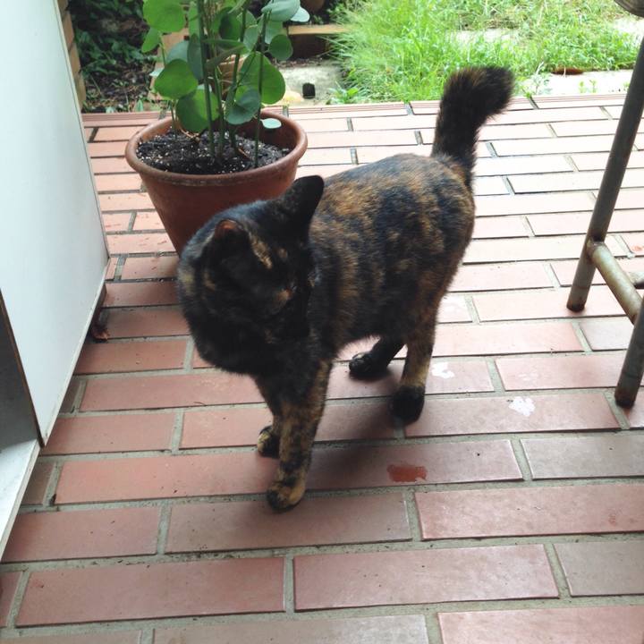 C596c7e3 2433 4d15 aace 9aeb94ee79a6