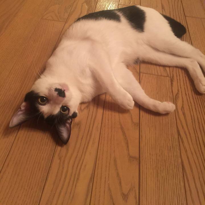 C5a372a5 80c3 4c1e 8baa 951466ff47f0