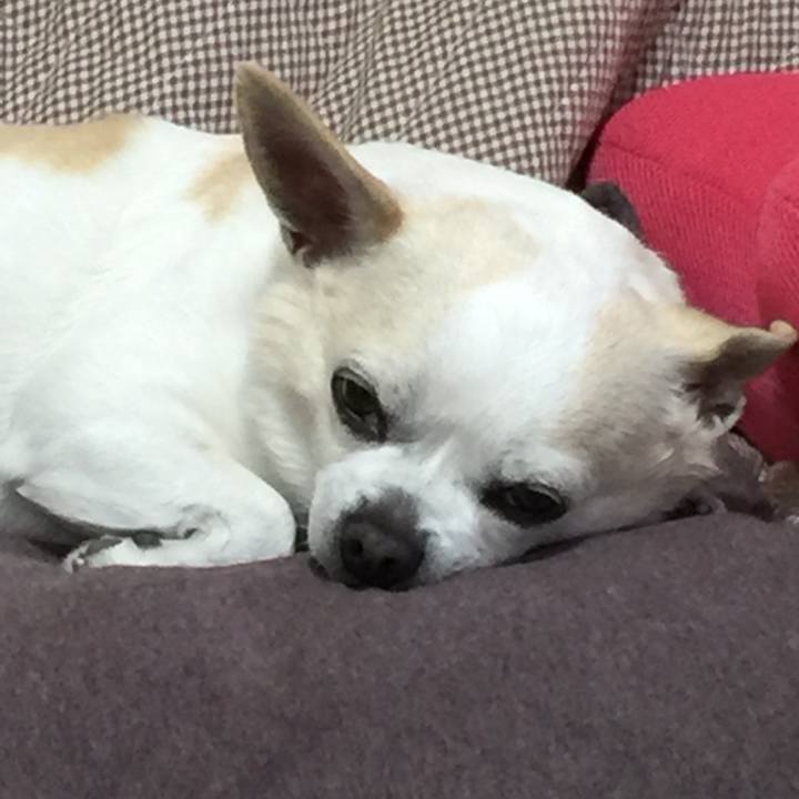 C5a83ace aace 4161 aa44 9445b01c9345