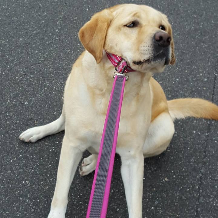 C5ae526e a768 4ea0 b9d4 ce1d9a675f6c