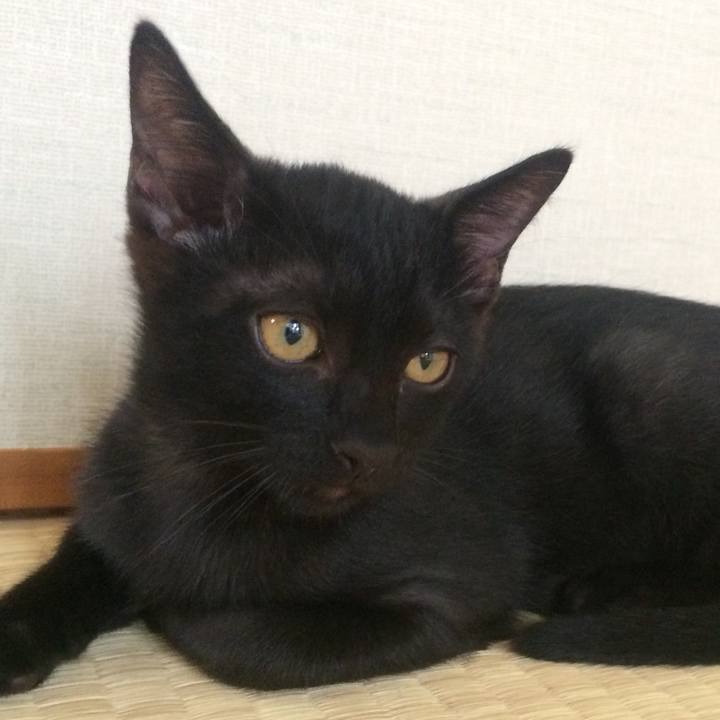 C5ae7cf3 95b7 4198 b83d 7e0e2ad77fe8