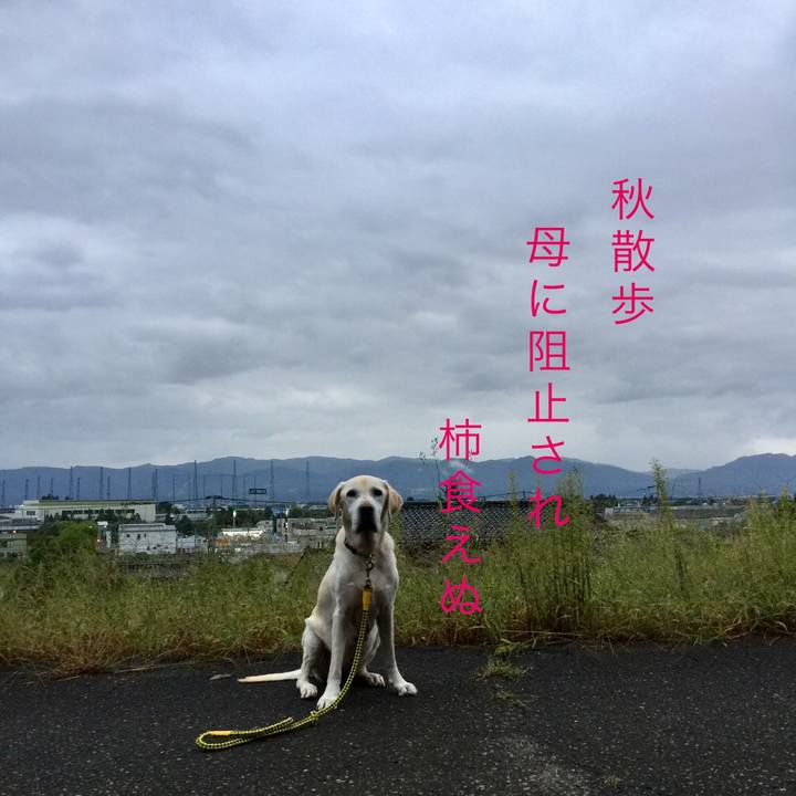 C5af4094 61af 4683 9671 8f14cad7000d