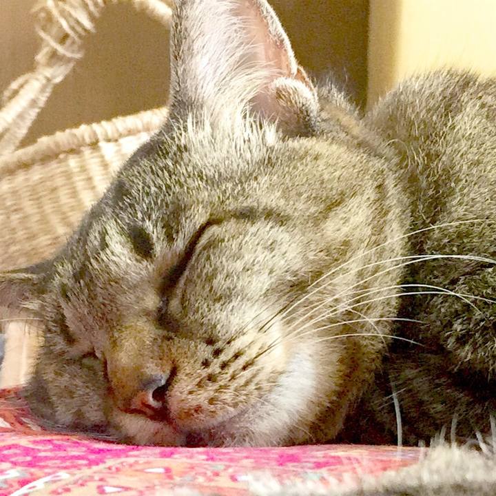 C5c73771 f88b 4aab 9caf 6b33539ac3b9