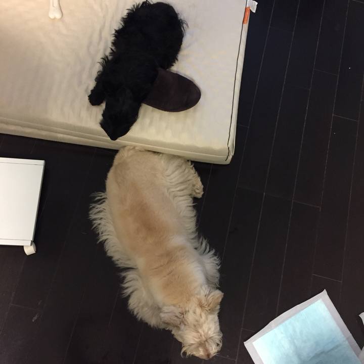 C5cbf969 66f9 425e bf9b 3c1d127d491d