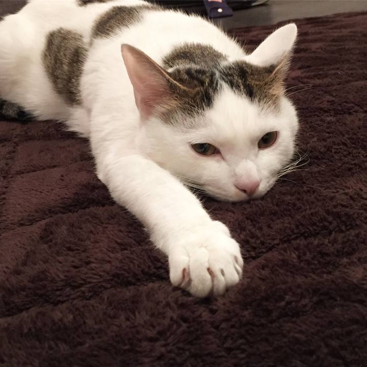 C5d17d51 0c99 4cb0 b459 5d73b54ec502