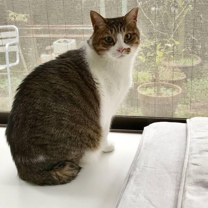 C5dc9bfc 4590 4c4b 822e 2483b52cbdaf