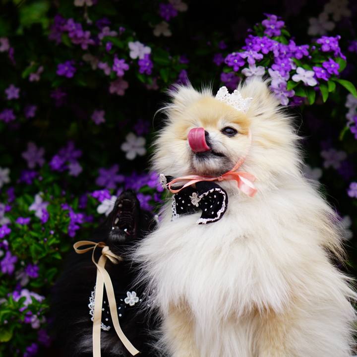 C5ddaa11 db08 4517 9816 b53fb3a0af06