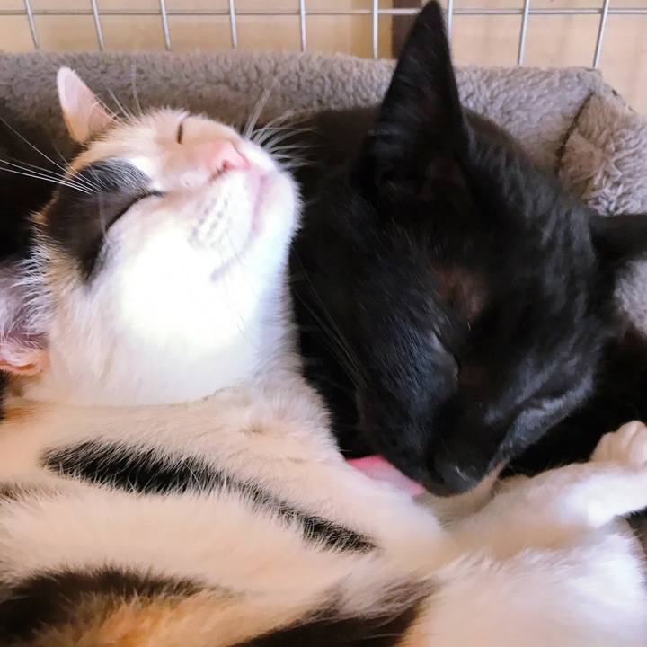 C5e1a437 fb54 4fde b36c 9d2294b0b82c