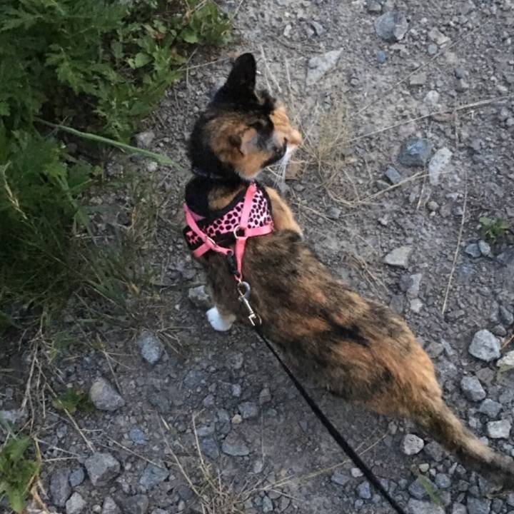 C5e4d526 6f5d 4455 b0a8 d82bbe50fb91