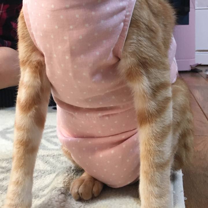 C5ed8947 d7ea 4aaf a4d8 abf3c013790c