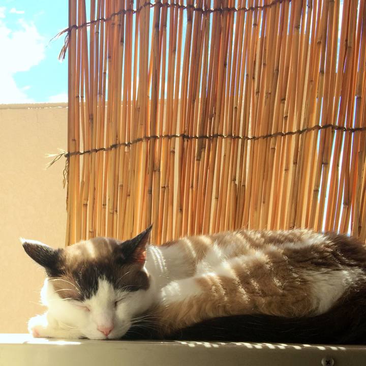 C5ef0bbb 5781 4738 a356 ac562f6b5518