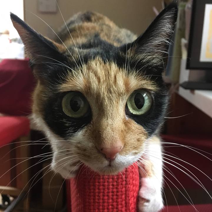 C5f4c22e 18da 4689 96a4 276d0bc832b7