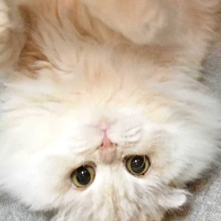 C5ff22ea d00d 4000 b0fc 66835f46d235