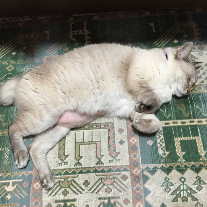 C60413d3 cb58 499c b95a 4ea629d99a71