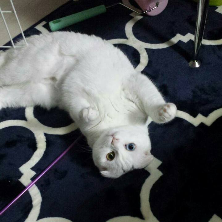 C60e5b8a ac5f 43ca b8b4 237a8be870bb