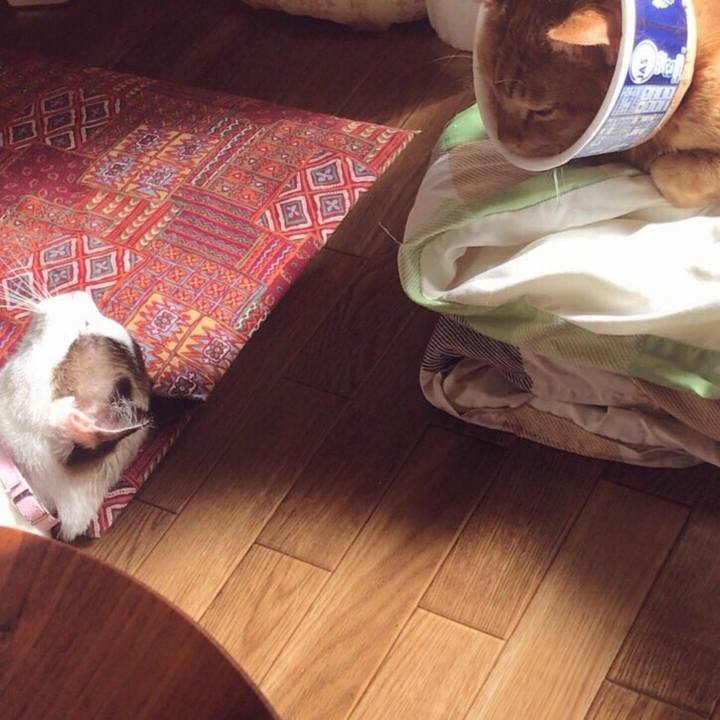 C60f4b3f 7525 4c9b 9bdb f3faa5aca1ce