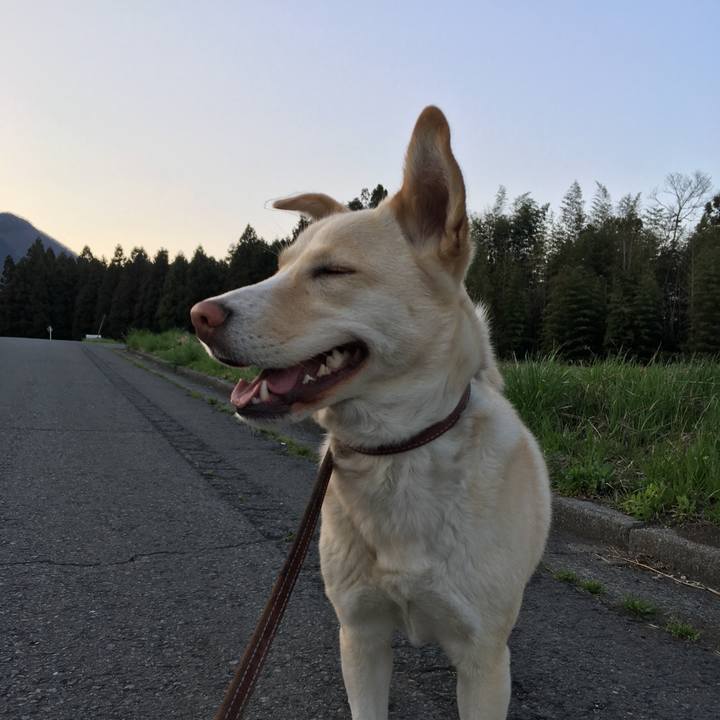 C611a2fa e6f5 4390 b0c1 34174fb7443b