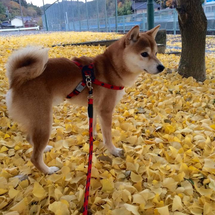 C614b4d8 991a 4fe3 8cad 1a539b88ebe9