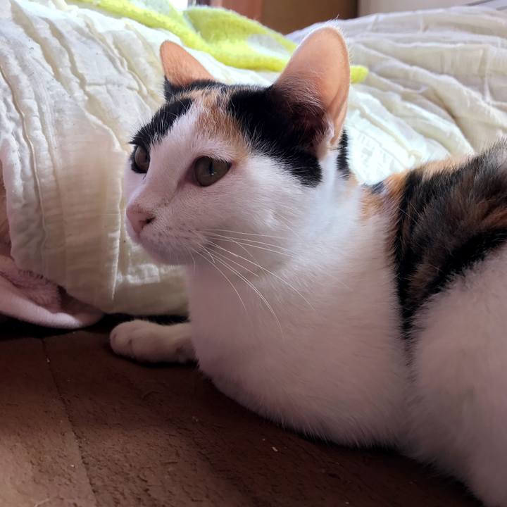 C618da1e 32e2 4596 83a9 5ce19a57a1d4