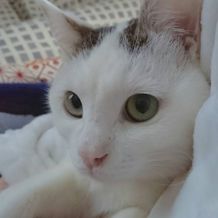 C6230168 c303 4681 8d8d 1865c7c326f1