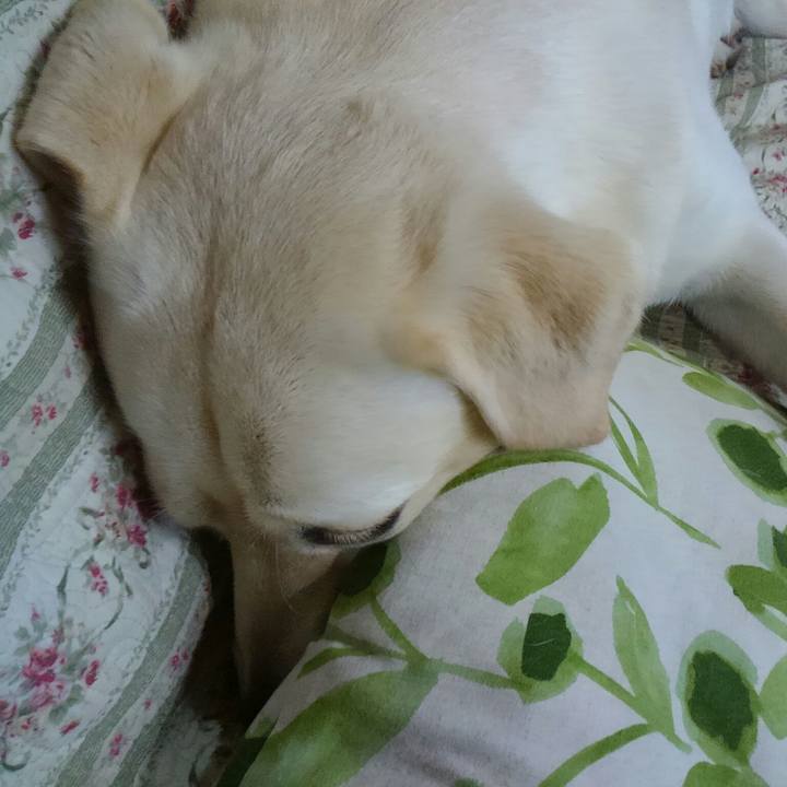 C6289dfc ab15 49f4 92d6 5f400f471efd