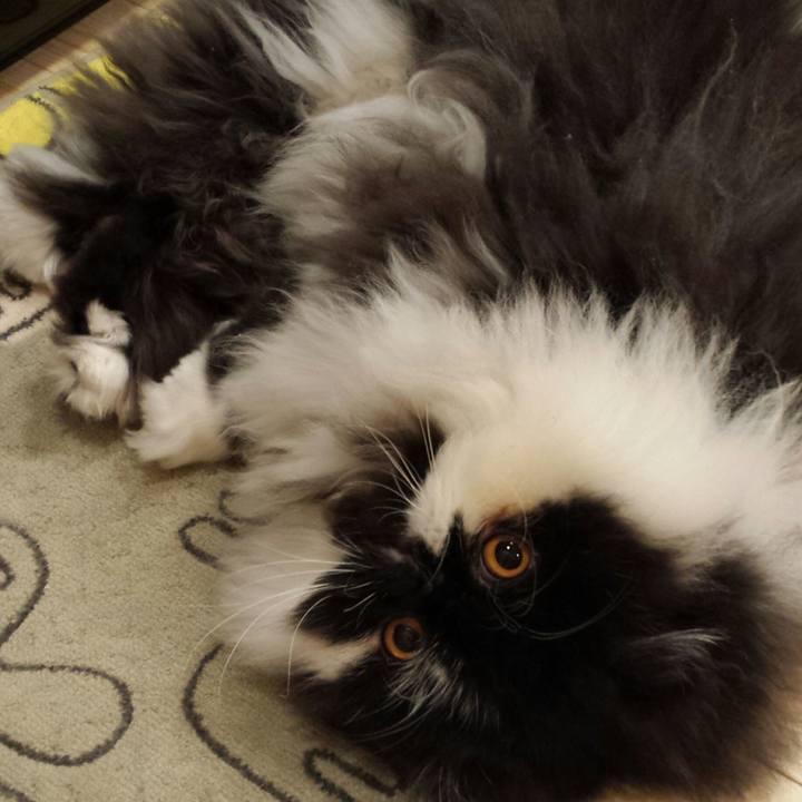 C637e7ae ff55 485c 9d59 022758cbf88b