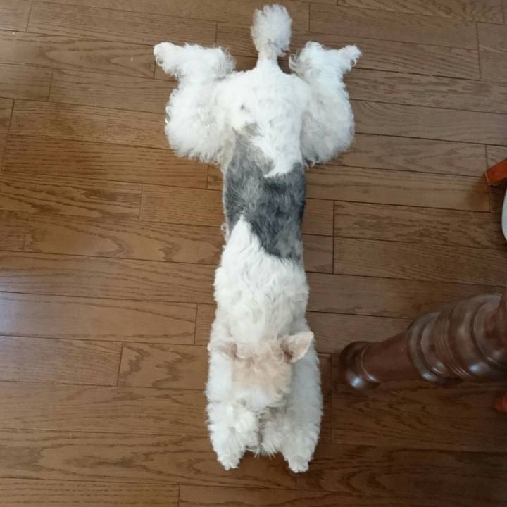 C64b1e18 b5bc 4c9b 90a7 e2295dff6db7