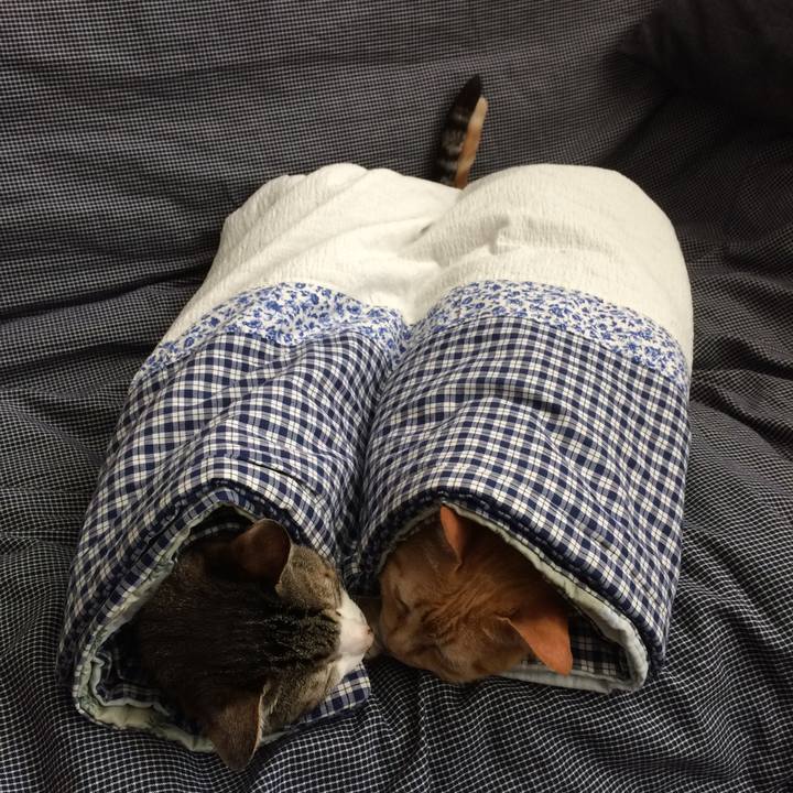 C64c35b4 0032 42f3 973a 145b13b90854