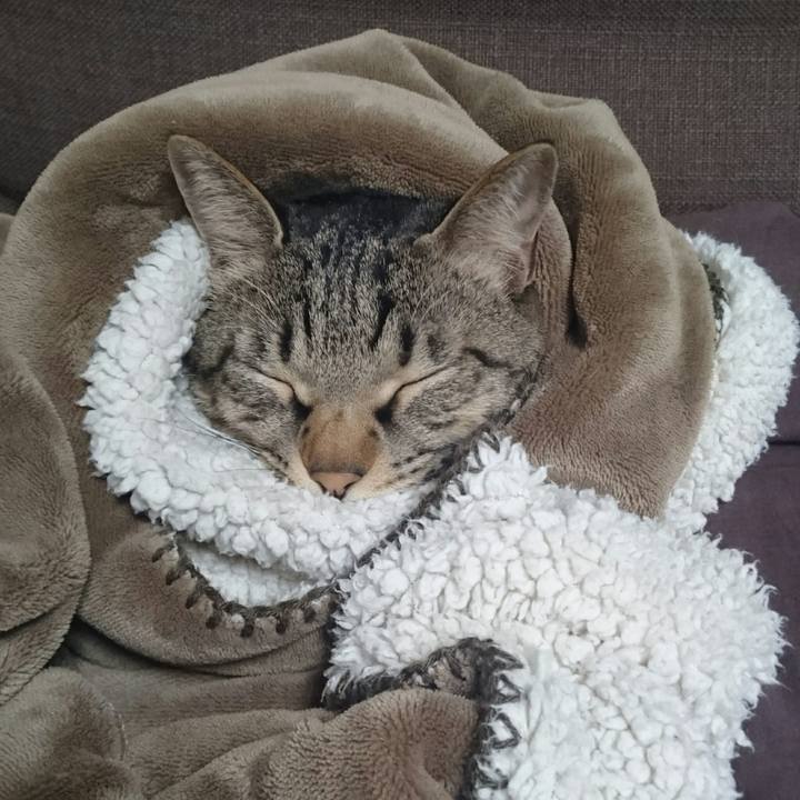 C65597c4 91f4 4118 86fc 965a6b4863aa