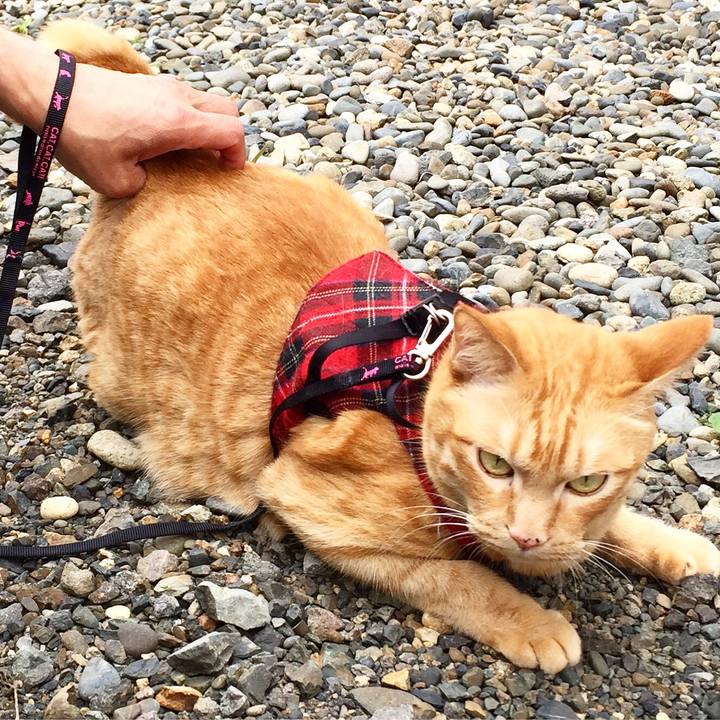 C65d432a 1755 4452 8b8a 997b948507dc