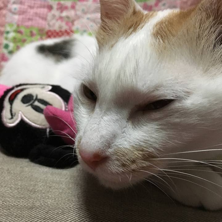 C65e08ac 57bb 41ab 8a2b e42c3fa0a0b6