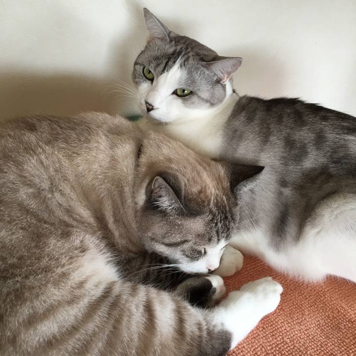 C65e9a53 d5ac 4b9c ba09 33b6a5f12042