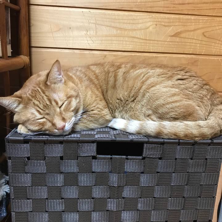 C65fced1 98bf 44c6 96d6 bd8b0b6d3479