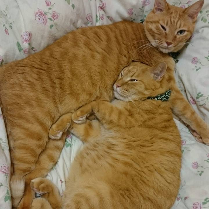 C6606a4a 67c6 4105 971a 455f2b5bf770