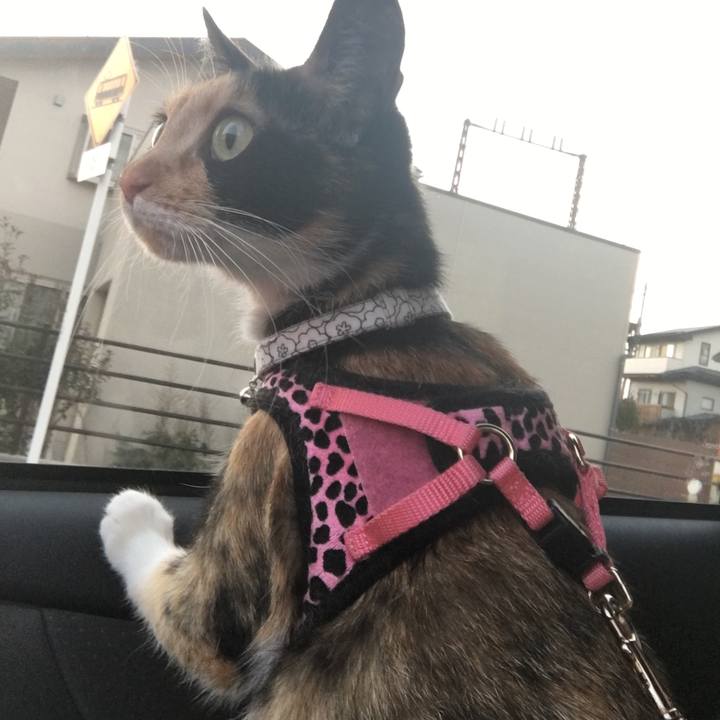 C66558b8 85a6 4837 9c13 422c5d9807e1