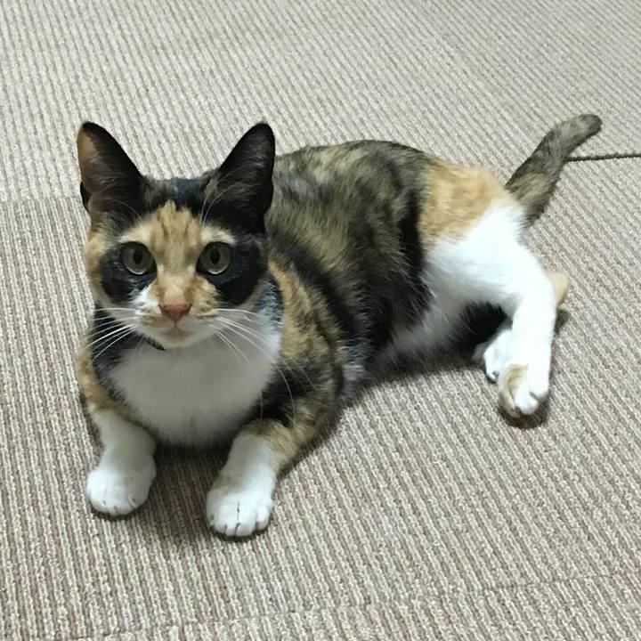 C669a6a4 a5b0 4e55 a087 fc5944337b76