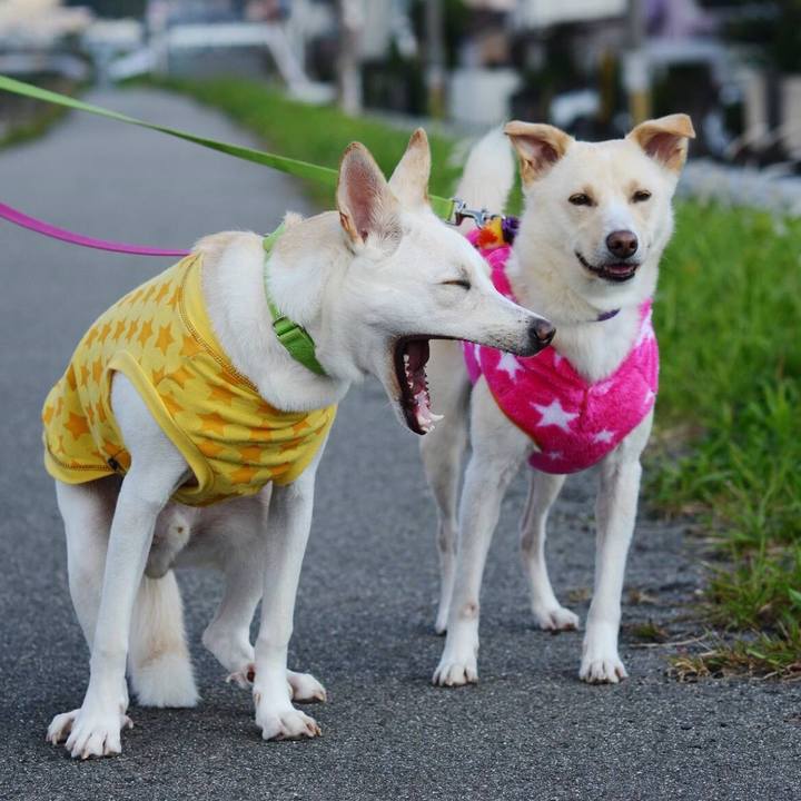 C66bd89d 6c68 4e63 8f0f ecfcec99d09e