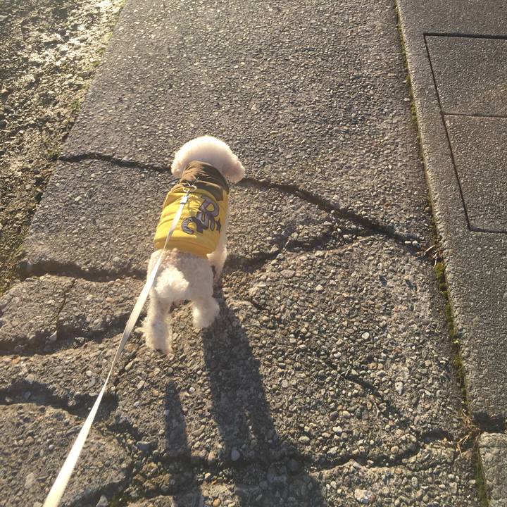 C66cb84d c6c4 427f 8993 c19ebdcbe47f