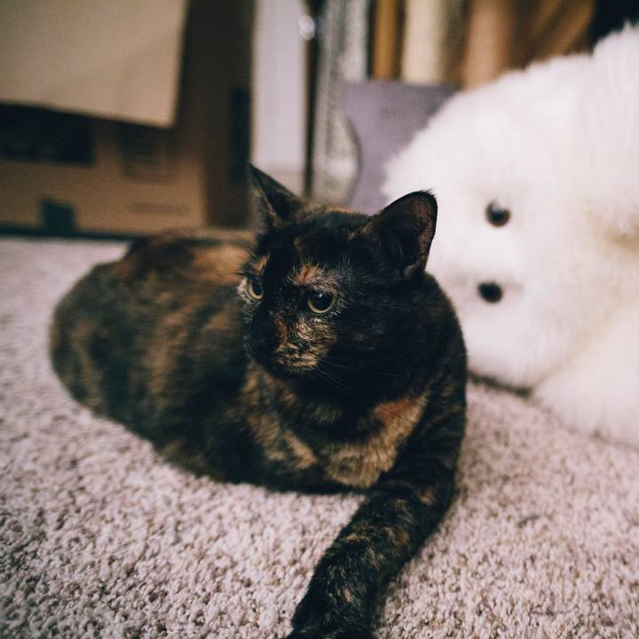 C66ccdaa 11af 47ee b702 1e985e75aa95