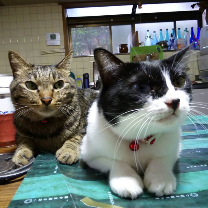 C66cd969 7165 4860 9ac9 07cb36008de3