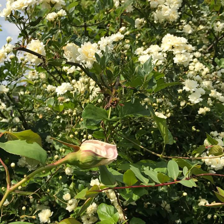 C679c56d fd09 47f9 967d 627cd08cc9b4