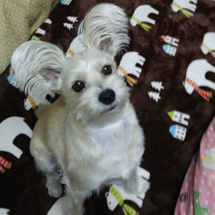 C68d62a1 452c 4b8d b1dc 91d31dee60c2