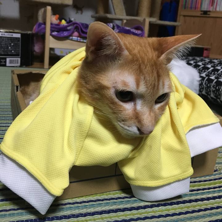 C6910380 6ad5 4cd9 9ce2 5cb1f7b7080c