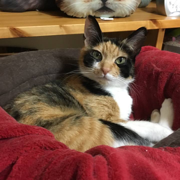 C69a5dc7 067a 444f a566 046444238ba5