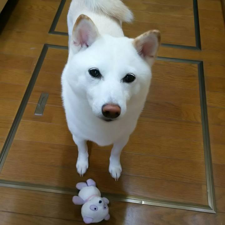 C69da01c e341 445a acbd 3dcb80b079dd