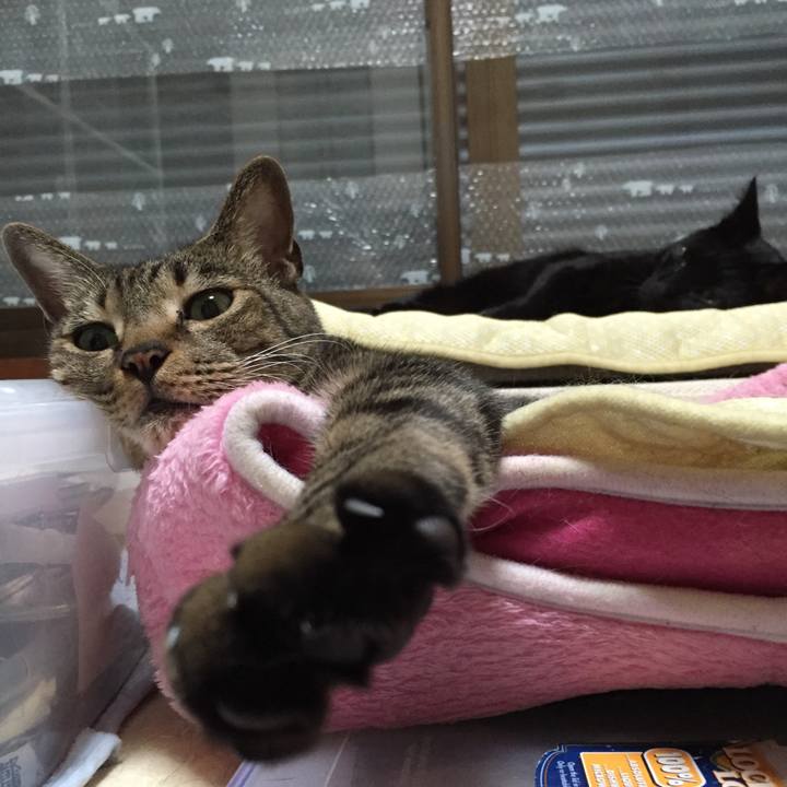 C69de9b3 03d8 466a a37a b16c4b51faa1