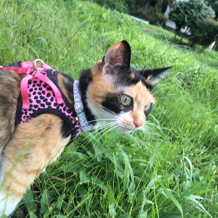 C6ab6620 f738 40f1 9e20 9f98d894b4b2