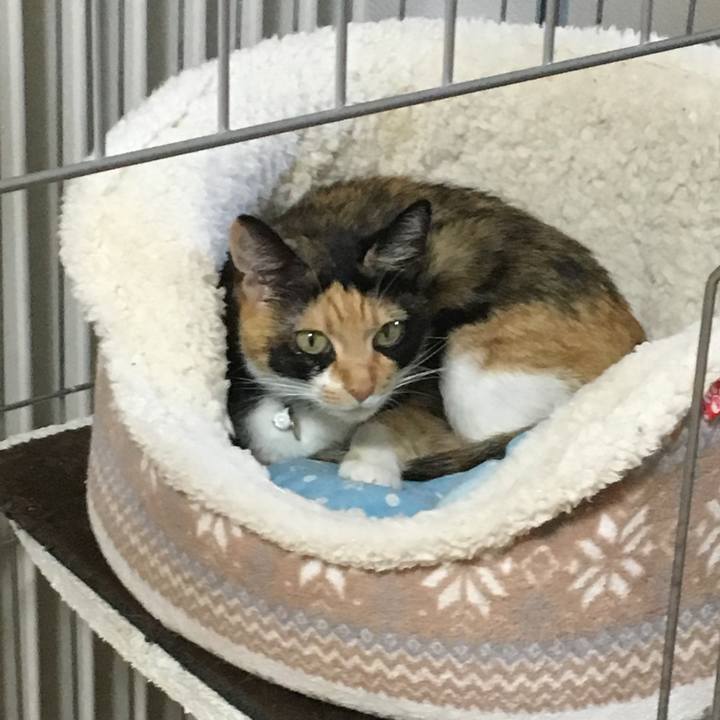 C6ae2ace 8fb8 4ce3 a93b c263b04de4d1